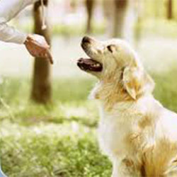 Basic Dog Training part III